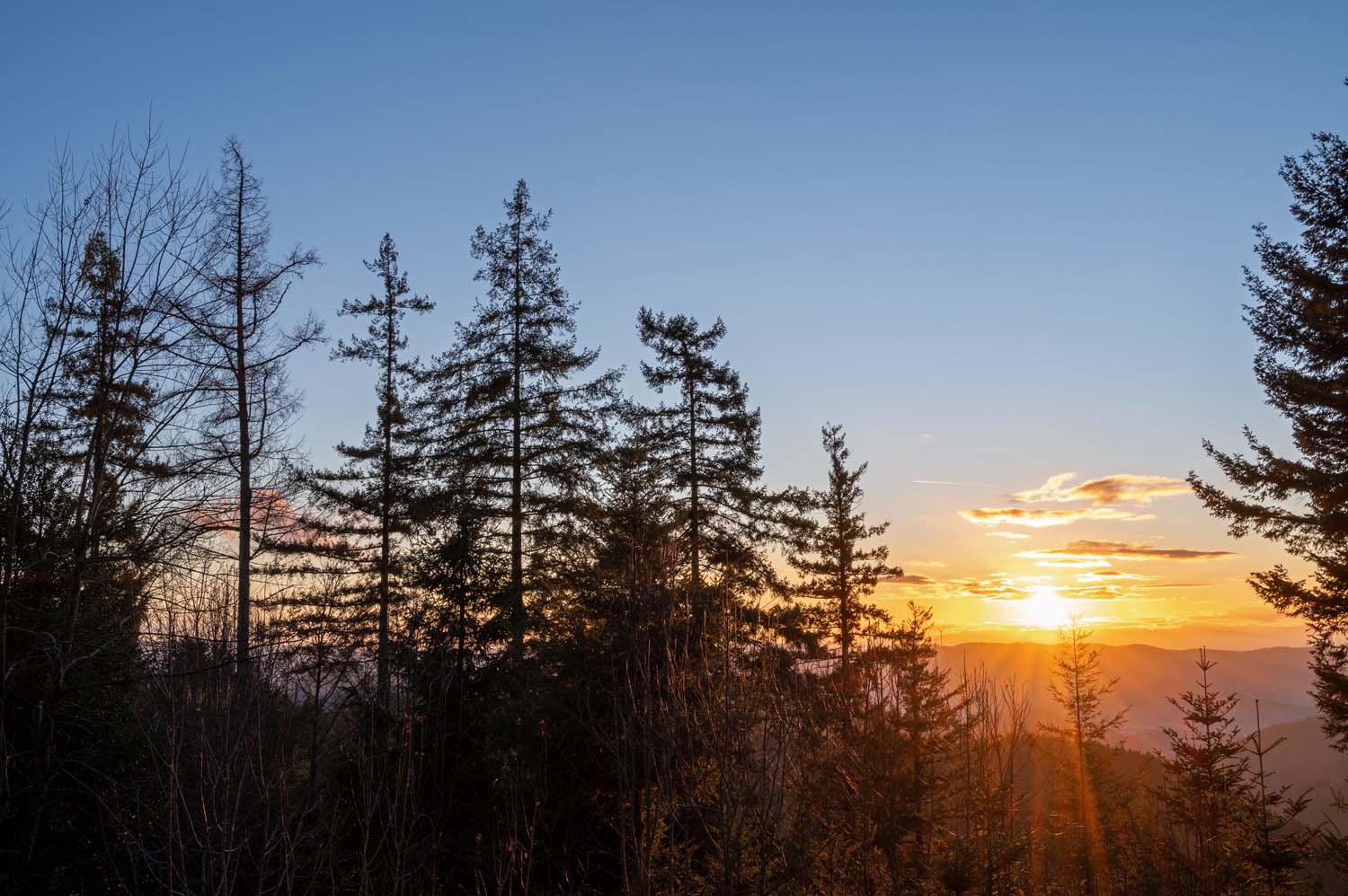 Schwarzwald