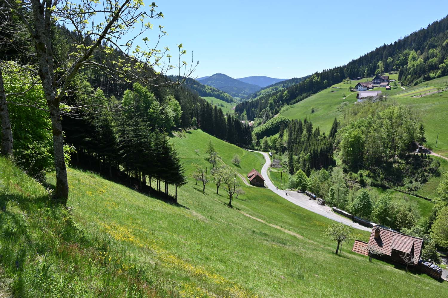 Schwarzwald