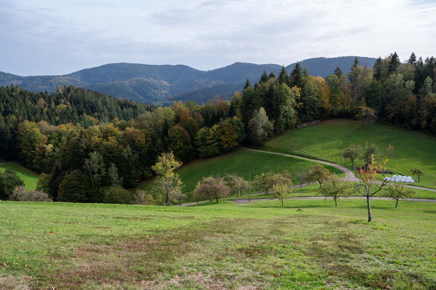 Schwarzwald