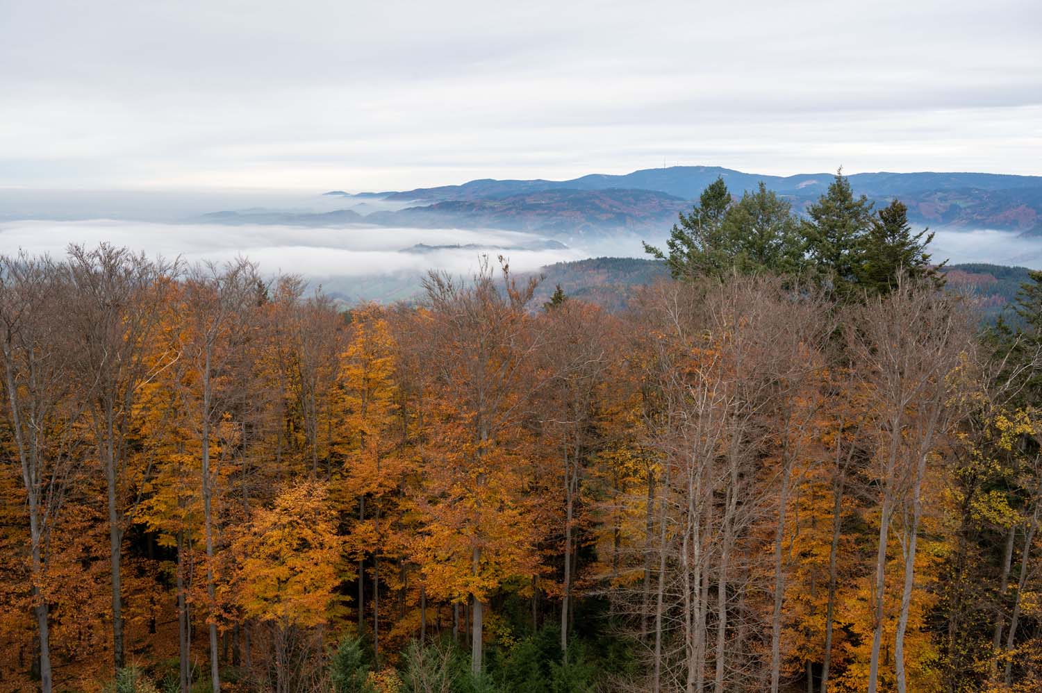 Schwarzwald