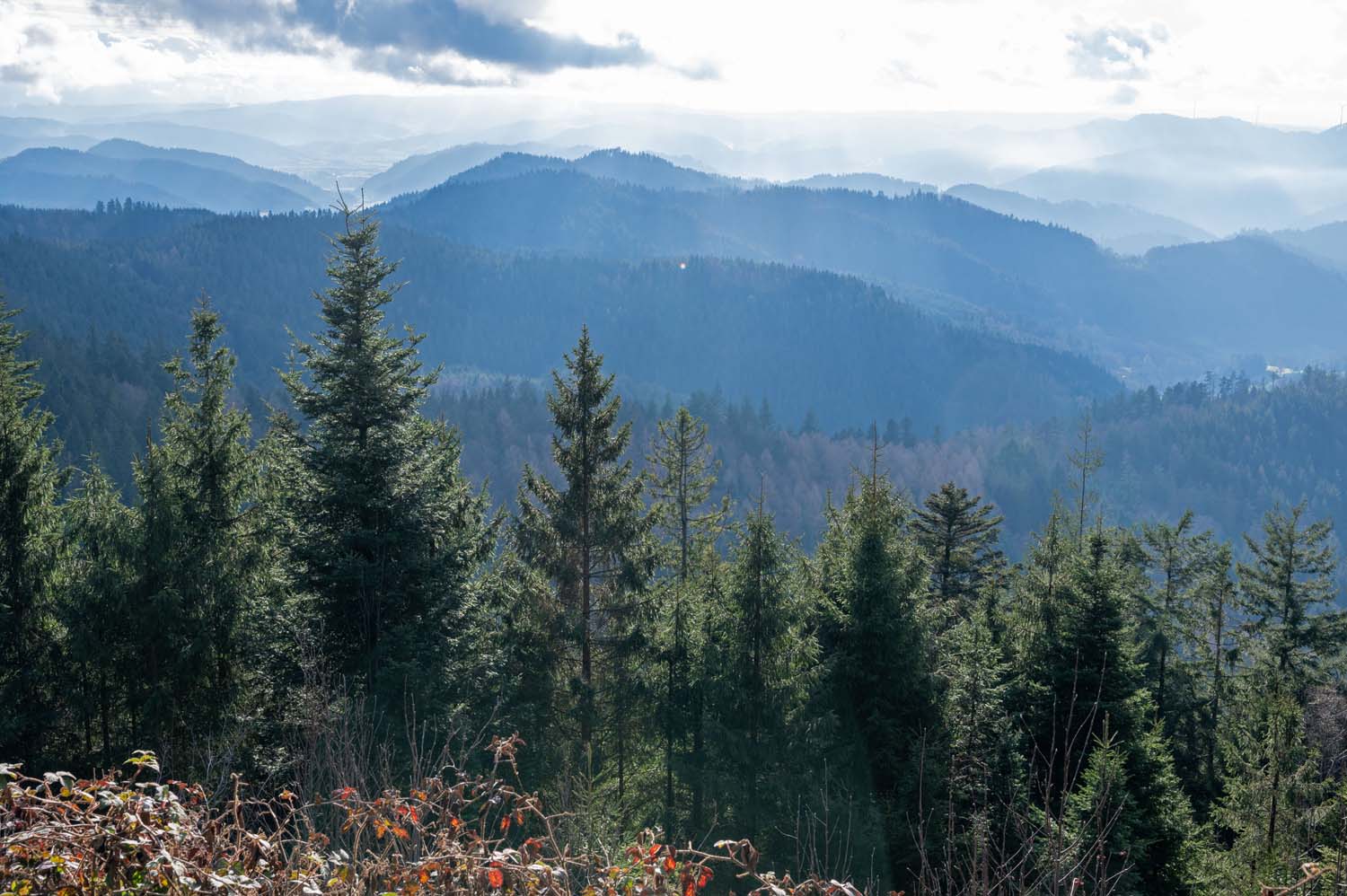 Schwarzwald